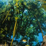 독도-under the <b>sea</b>~~~[8]