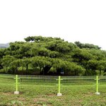 천연기념<b>물</b> 381호 - 경기 <b>이</b>천 반룡송