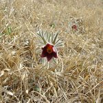 한식 <b>성묘</b>때 핀 할미꽃