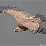 <b>비행</b>