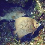 bahamas diving <b>pics</b> 13