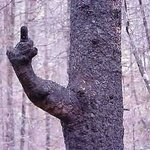 반지의 <b>제왕</b>에서 엑스트라 했던 나무