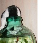 고양이는 지금 물고기 <b>사냥</b>중