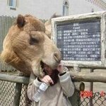 <b>식인</b>낙타???