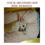 우리집 강아지는 그걸 죠<b>아행</b>?
