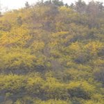 서울에도 <b>봄이</b> 왔네요