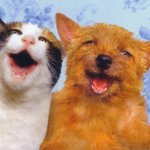 고양이랑 강아지의 <b>화해</b>