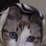 보고 <b>한눈</b>에 반해버린 예쁜 고양이...