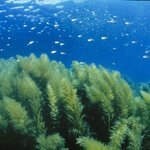 독도-under the <b>sea</b>~~~[9]