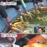 <b>젖병</b>빠는 잉어