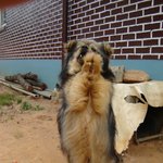 고향집을 지키는 <b>귀염둥이</b>