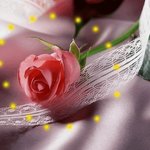 예쁜 <b>장미꽃</b>~