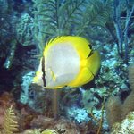 bahamas diving <b>pics</b> 14