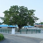 천연기념물 183호 - 고창 중산리 <b>이팝</b>나무