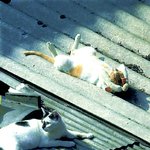 다벗고 누워서 일광욕하면서 <b>윗몸</b>일으키기