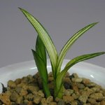 제주<b>한란</b>모음