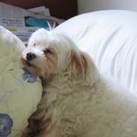 개<b>존심</b> 강한..삼도리 ㅋㅋ