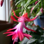 crab cactus (게발선인장)