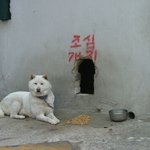 럭셜 <b>개집</b>
