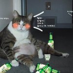 술먹은 <b>건방</b>고양이