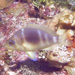 bahamas diving <b>pics</b> 15