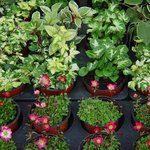 3월의 봄/ 이완호영상/갤러리꿈/dreamgallery.<b>org</b>