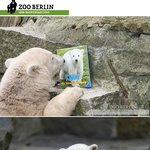 북극곰 크누트, <b>꾀병</b> 부려 관심 끈다”