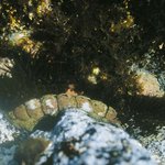 독도-under the <b>sea</b>~~~[11]