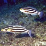 bahamas diving <b>pics</b> 16