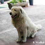 홍대 agio네 <b>강쥐</b>~^^