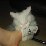 발만 보면 <b>환장</b>하는 된장~~~