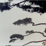 솔의 <b>내음</b>
