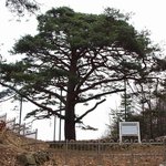 천연기념물 383호 - 연풍 <b>입석</b> 소나무
