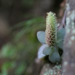 <b>진주</b>바위솔