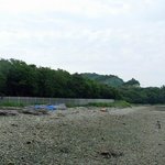 천연기념물 428호 - <b>완도</b> 대문리 모감주나무군락