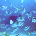 bahamas diving <b>pics</b> 17