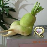 <b>요염</b>한 무