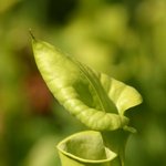 <b>green</b>... <b>green</b> (1)
