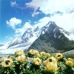<b>전설</b>의 꽃 설인화을 보셨나요~