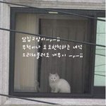 <b>도도</b>한 고양이