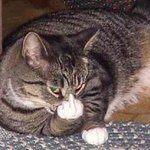 <b>용감</b>한 고양이
