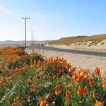 california <b>poppy</b> reserve