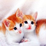 <b>바탕</b>화면으로 써도 좋을 고양이사진 4