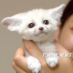 <b>사막</b>여우.. 어린왕자에 나왔던..