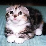엄청 <b>순진</b>하게 생귄 고양이로군