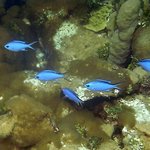 bahamas diving <b>pics</b> 18