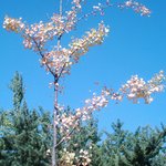 외로운 가을<b>단풍</b>..