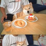 <b>누렁</b>아 생일추카해~