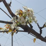 비봉 <b>현명</b>농장의 배꽃(梨花) -2