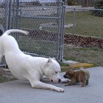 맞장뜨던가!!!! 귀엽다..ㅜㅜ<b>bb</b>